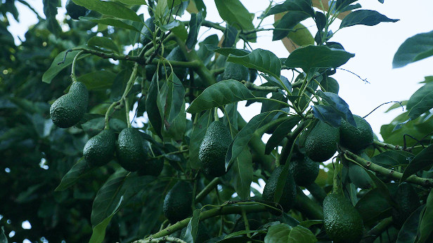 A Second Chance for Imperfect Fruit