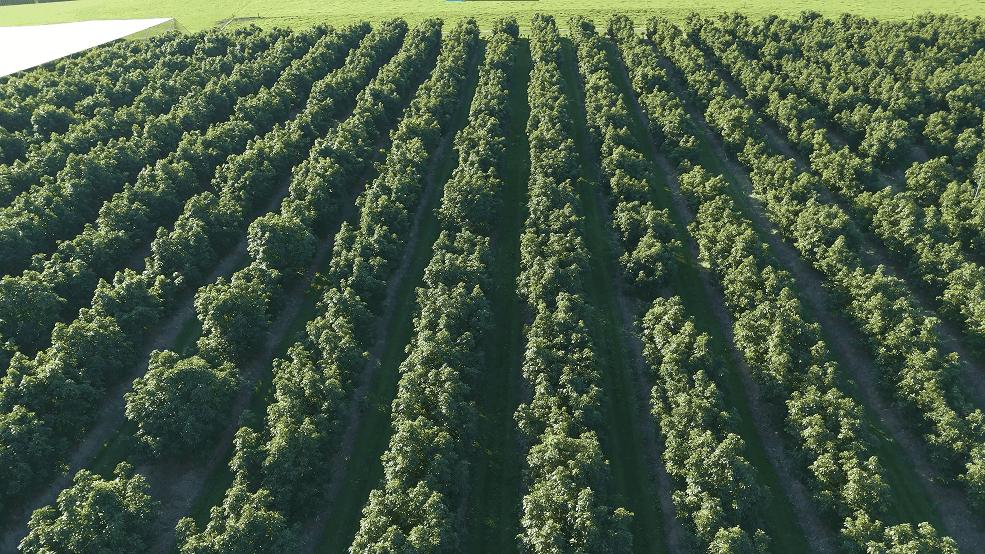 Quality Control and Attention to Detail